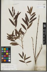 Foto von Salix purpurea L. x Salix viminalis L.